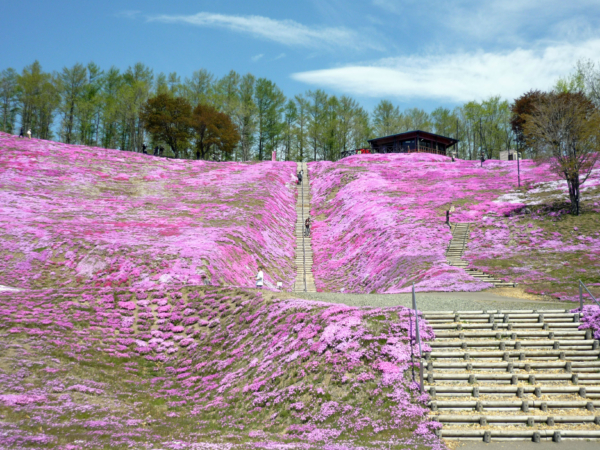 いまの芝桜公園の様子