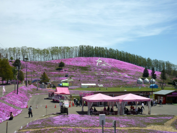 いまの芝桜公園の様子