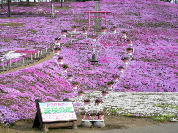 いまの芝桜公園の様子