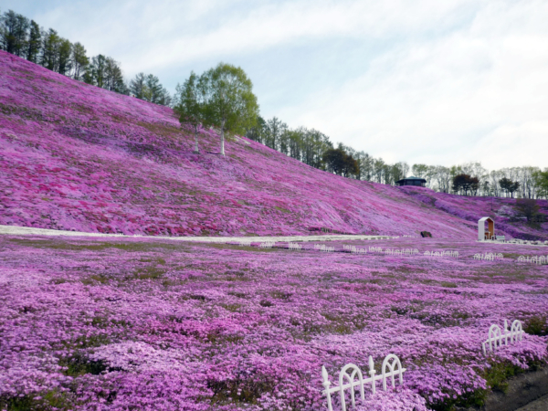 いまの芝桜公園の様子