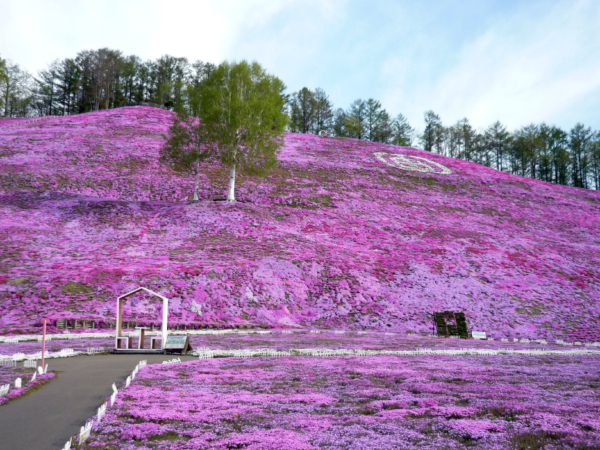 いまの芝桜公園の様子