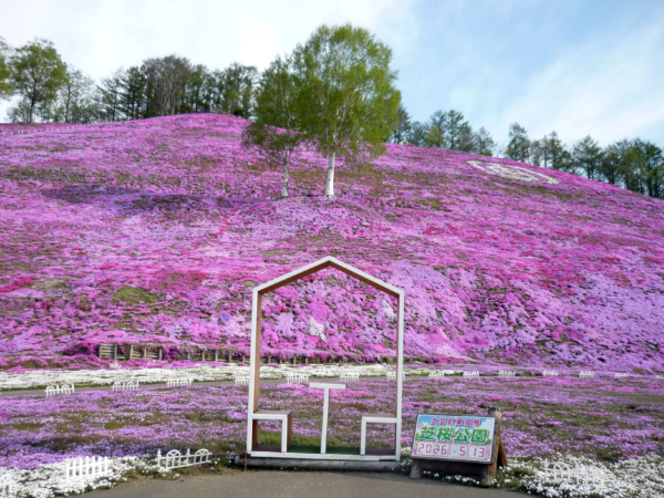 いまの芝桜公園の様子