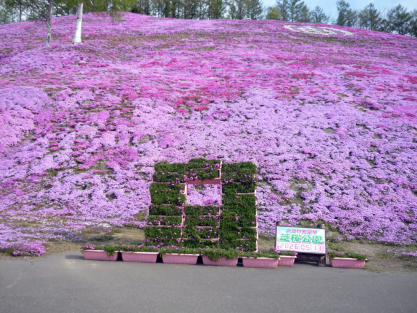 いまの芝桜公園の様子
