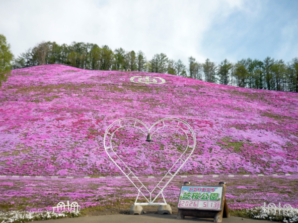 いまの芝桜公園の様子