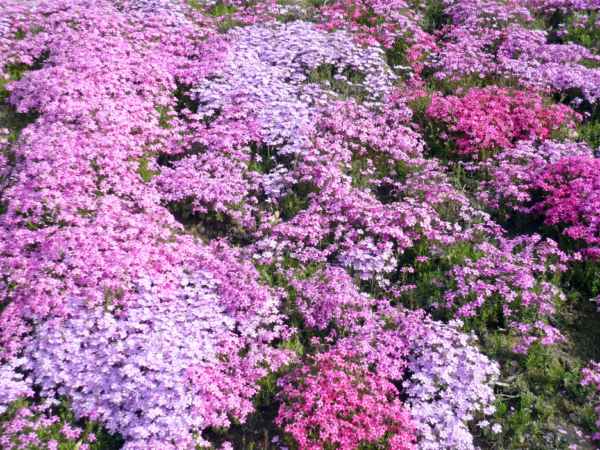 いまの芝桜公園の様子