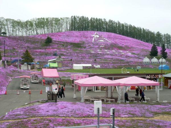 いまの芝桜公園の様子