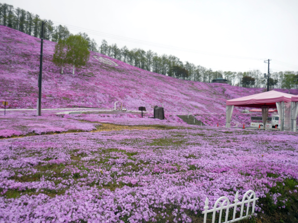 いまの芝桜公園の様子