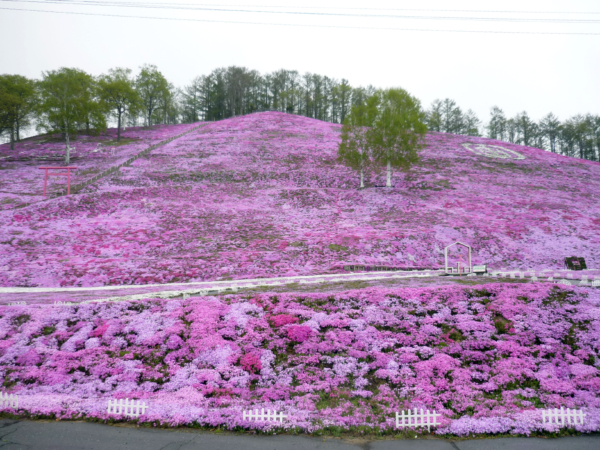 いまの芝桜公園の様子