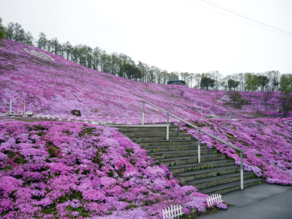 いまの芝桜公園の様子