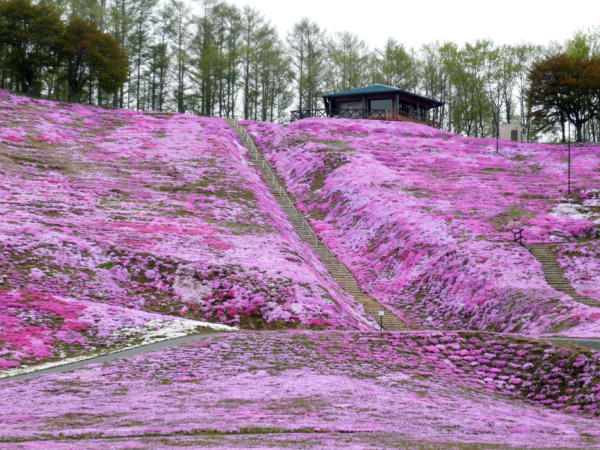 いまの芝桜公園の様子