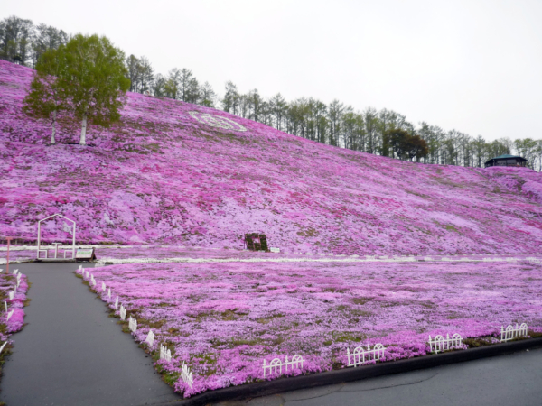 いまの芝桜公園の様子