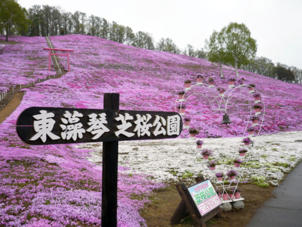 いまの芝桜公園の様子