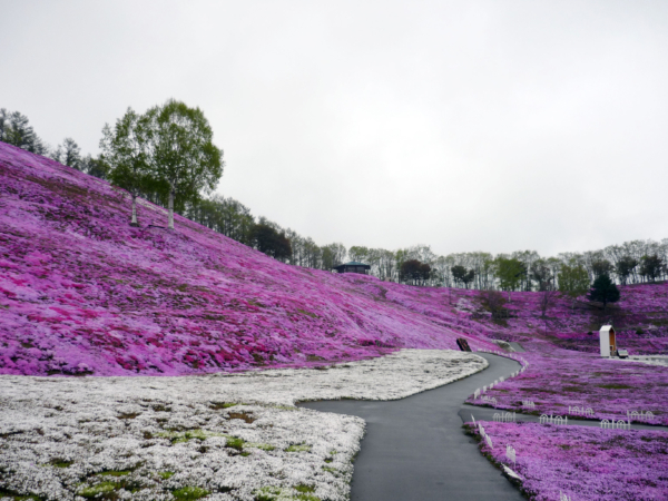 いまの芝桜公園の様子