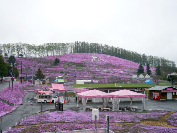 いまの芝桜公園の様子