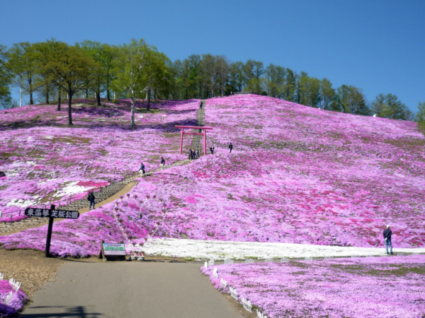 いまの芝桜公園の様子