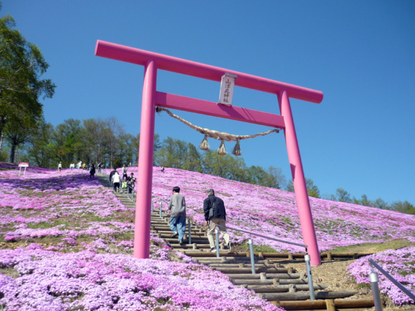 いまの芝桜公園の様子