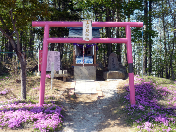 いまの芝桜公園の様子