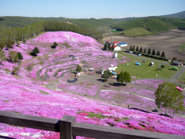 いまの芝桜公園の様子