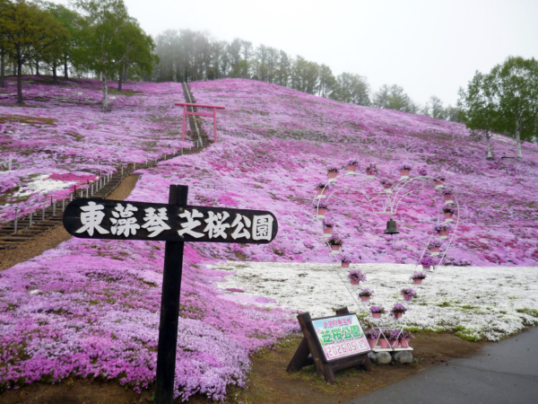いまの芝桜公園の様子