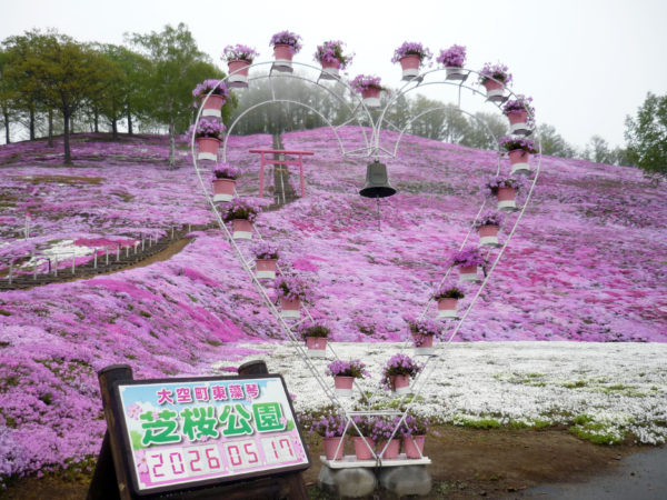 いまの芝桜公園の様子