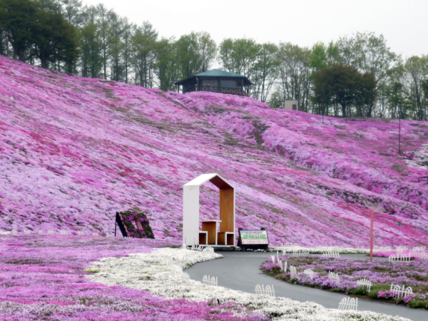いまの芝桜公園の様子