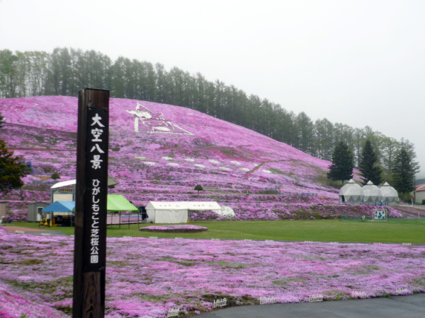 いまの芝桜公園の様子