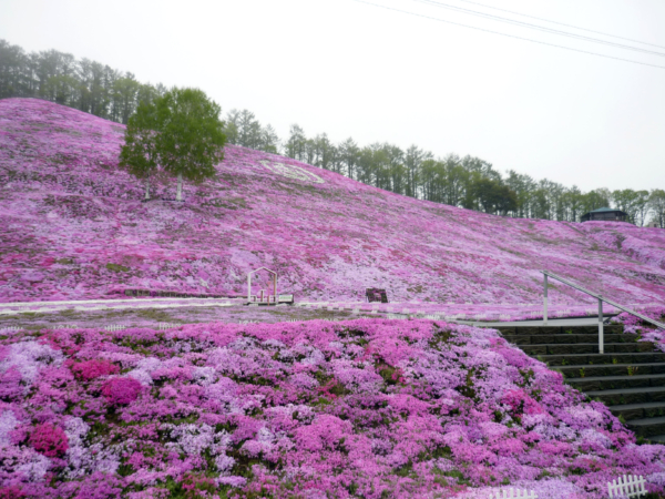 いまの芝桜公園の様子