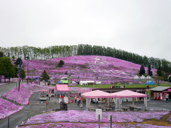 いまの芝桜公園の様子