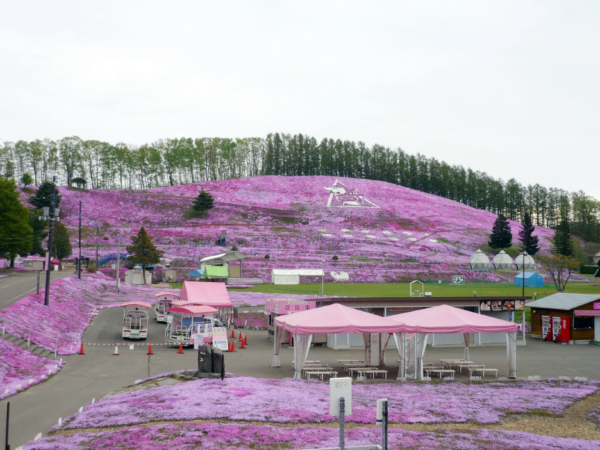 いまの芝桜公園の様子
