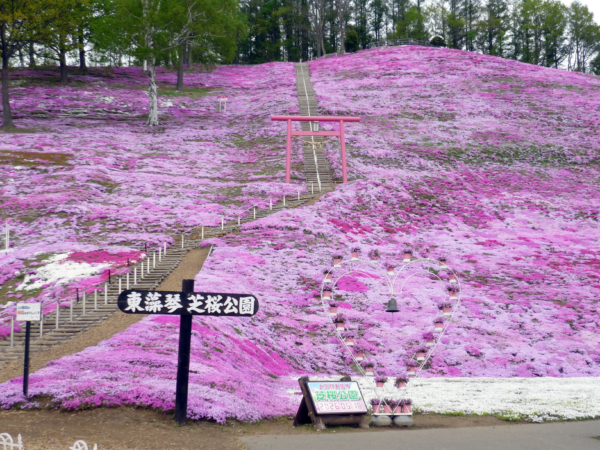 いまの芝桜公園の様子