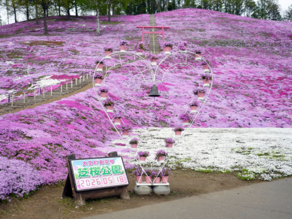 いまの芝桜公園の様子