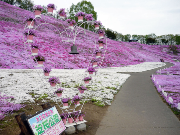 いまの芝桜公園の様子