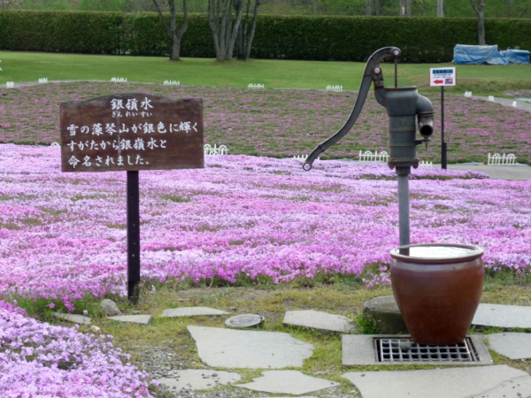 いまの芝桜公園の様子