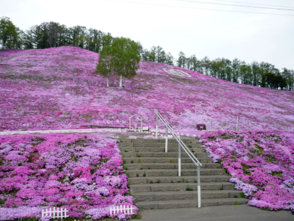 いまの芝桜公園の様子