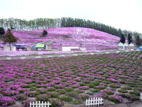 いまの芝桜公園の様子