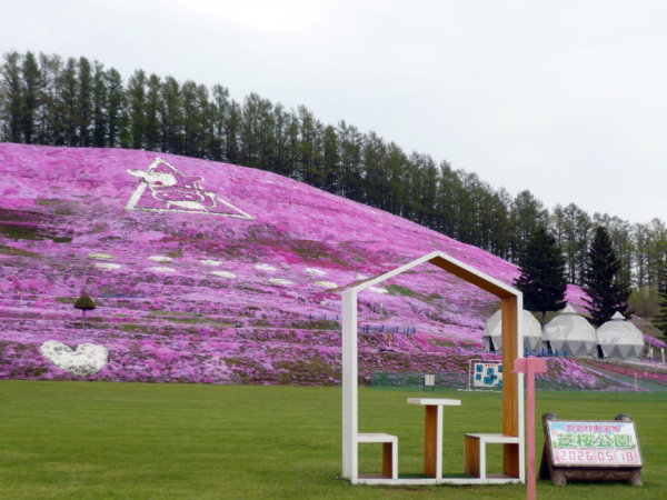 いまの芝桜公園の様子