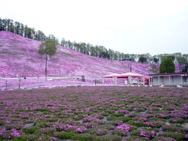 いまの芝桜公園の様子