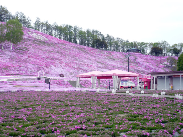いまの芝桜公園の様子