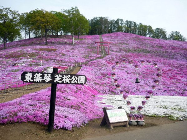 いまの芝桜公園の様子