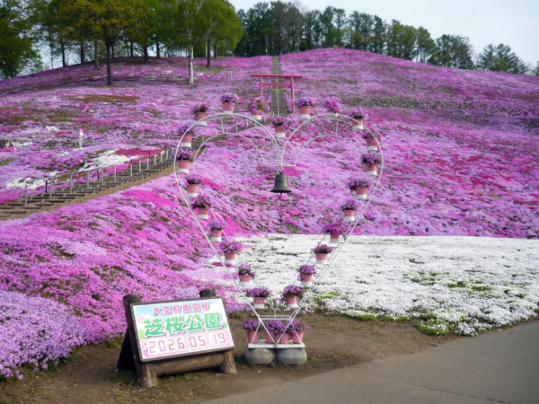 いまの芝桜公園の様子