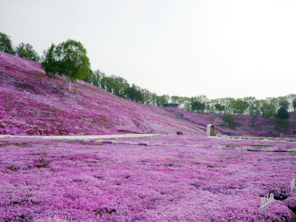 いまの芝桜公園の様子