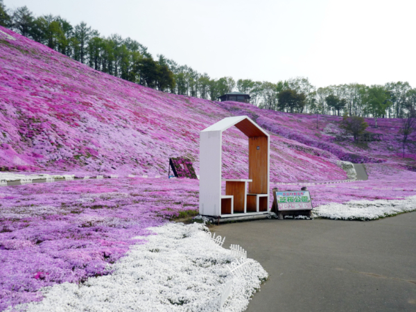 いまの芝桜公園の様子