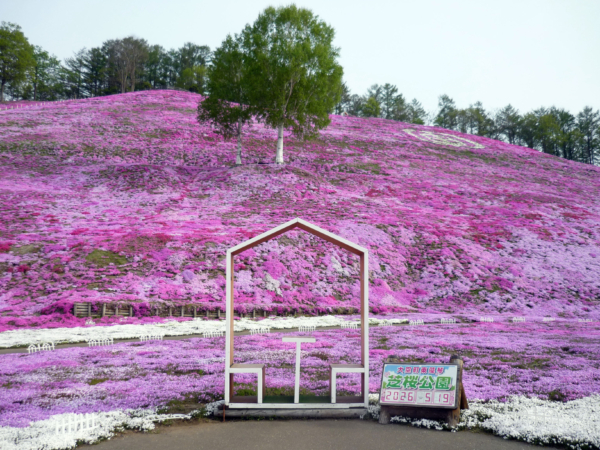 いまの芝桜公園の様子