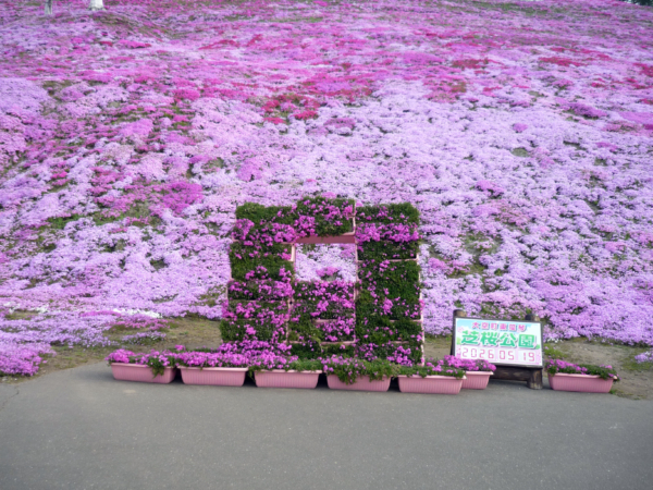 いまの芝桜公園の様子