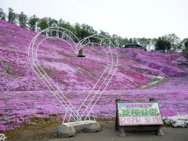いまの芝桜公園の様子