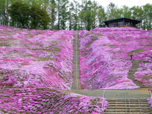 いまの芝桜公園の様子