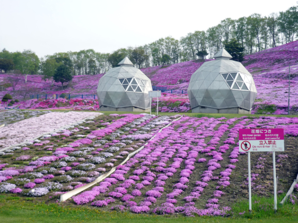 いまの芝桜公園の様子