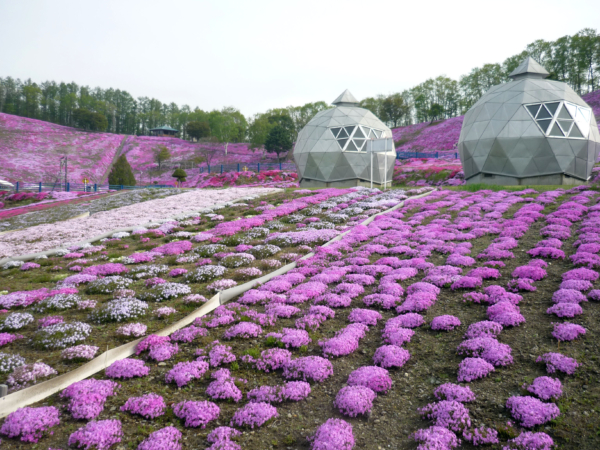 いまの芝桜公園の様子