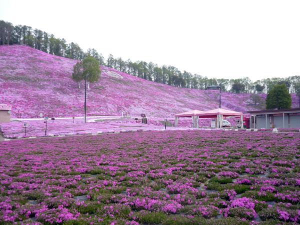 いまの芝桜公園の様子