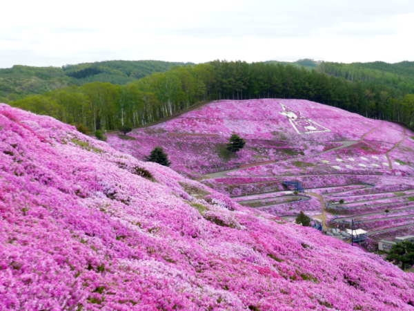 いまの芝桜公園の様子